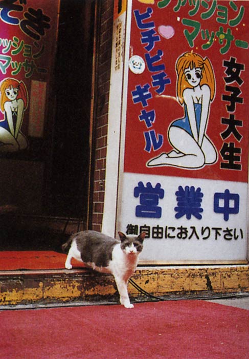 【にゃーん!!】 ぬこ画像祭りだ 【にゃーん!!】
