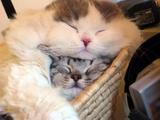 �ڤˤ㡼�󡪡��ۡ��̤������פ�����ڤˤ㡼�󡪡���