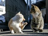 �ڤˤ㡼�󡪡��ۡ��̤������פ�����ڤˤ㡼�󡪡���