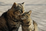 �ڤˤ㡼�󡪡��ۡ��̤������פ�����ڤˤ㡼�󡪡���