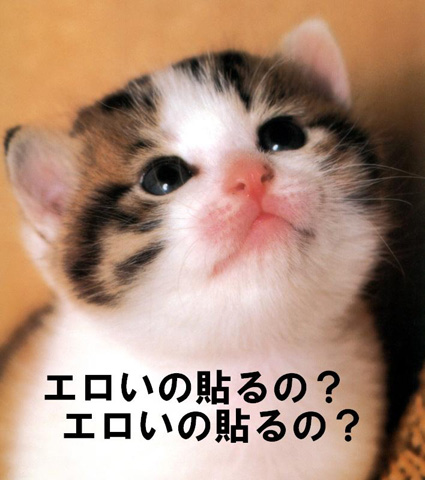 【にゃーん!!】 ぬこ画像祭りだ 【にゃーん!!】