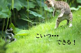【にゃーん!!】 ぬこ画像祭りだ 【にゃーん!!】