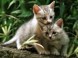 �ڤˤ㡼�󡪡��ۡ��̤������פ�����ڤˤ㡼�󡪡���
