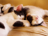 �ڤˤ㡼�󡪡��ۡ��̤������פ�����ڤˤ㡼�󡪡���