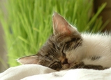 �ڤˤ㡼�󡪡��ۡ��̤������פ�����ڤˤ㡼�󡪡���