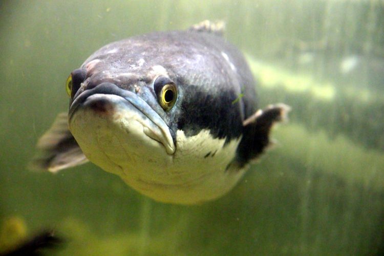 迷惑 熱い思いで 大炎上 繁栄してほしい と外来種の 雷魚 を勝手に川に放流したのは 芸能早分かり速報