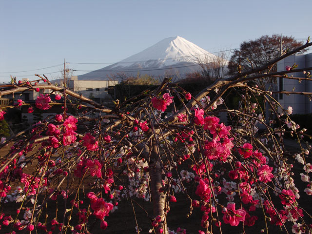 桜のトンネル 富士桜ミツバツツジまつり 桃の花と富士山 河口湖とれたて新着情報 桜のトンネル 富士桜ミツバツツジまつり 桃の花と富士山 河口湖とれたて新着情報