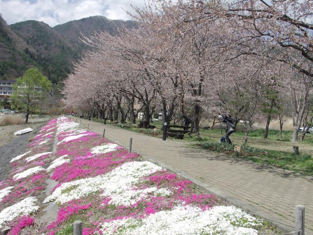 桜のトンネル 富士桜ミツバツツジまつり 桃の花と富士山 河口湖とれたて新着情報
