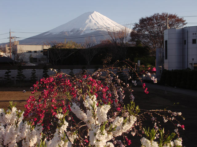 桜のトンネル 富士桜ミツバツツジまつり 桃の花と富士山 河口湖とれたて新着情報 桜のトンネル 富士桜ミツバツツジまつり 桃の花と富士山 河口湖とれたて新着情報