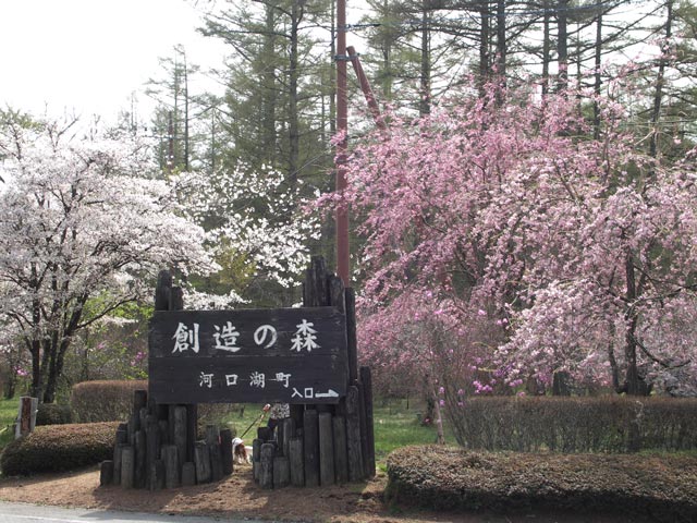 富士河口湖桜情報 河口湖富士桜ミツバツツジまつり会場 創造の森 河口湖とれたて新着情報
