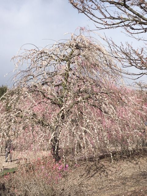 2019.3.13鈴鹿の森3