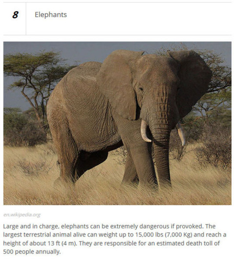 animals_who_are_known_for_causing_human_deaths_640_18