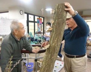 おいしそうな肉厚のしいたけ！