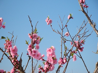 s-DSC00981