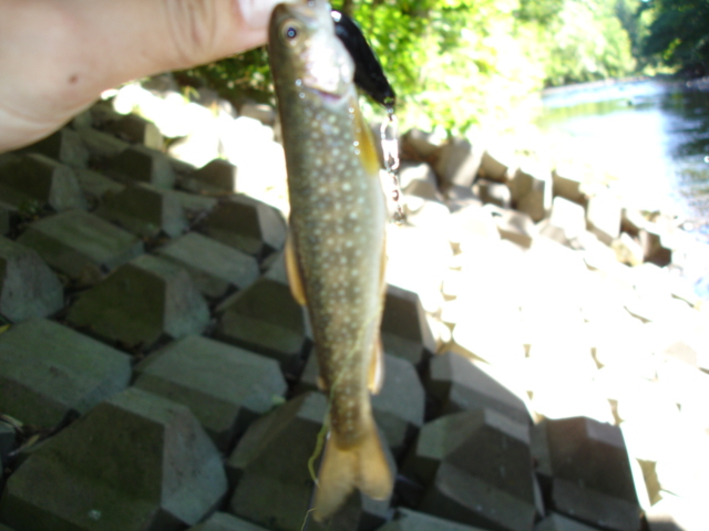 岩魚