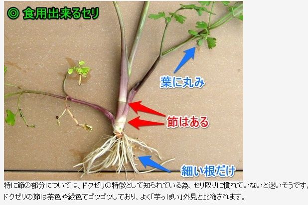 セリ摘みの時期 Blogchemistry