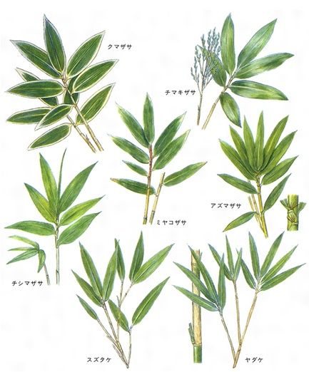 100年に一度のササの花咲く、苫小牧 : blogchemistry