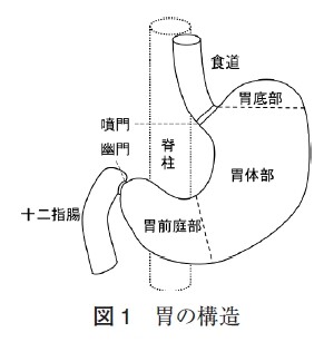 胃の不思議で複雑な化学反応Step : blogchemistry