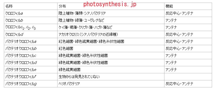クロロフィル模型を作ろう Blogchemistry