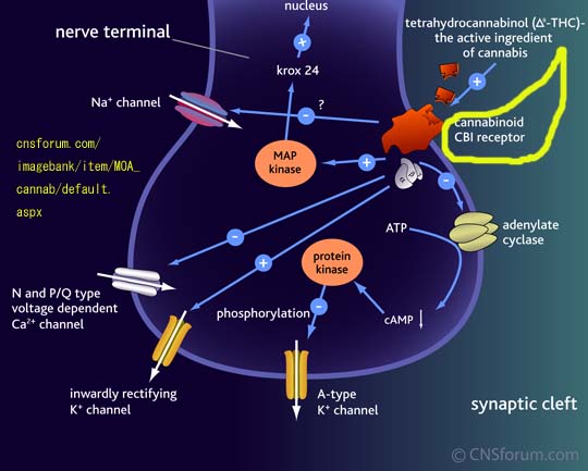 ノルエピネフリンヘミ酒石酸塩 Nova Farma リーフレット