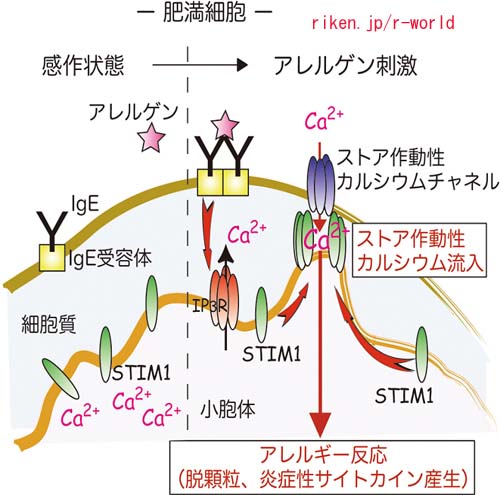 皮膚、粘膜からものアレルギー : blogchemistry