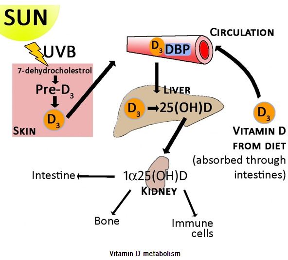 くる病 乳幼児に増える 日光とビタミンd不足 Blogchemistry くる病 乳幼児に増える 日光とビタミンd不足 Blogchemistry