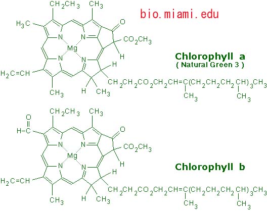 クロロフィル模型を作ろう Blogchemistry
