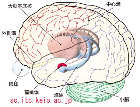 トラウマを消す薬 Blogchemistry トラウマを消す薬 Blogchemistry