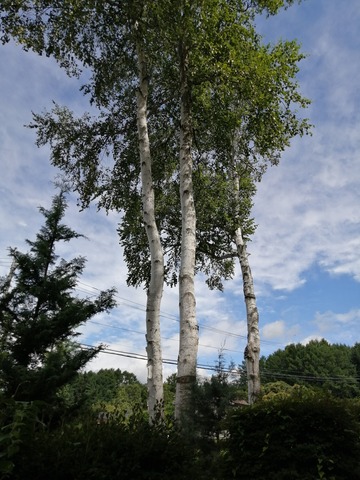 高原で自生する白樺の木 ケンの丸太小屋in御代田 信州暮らし