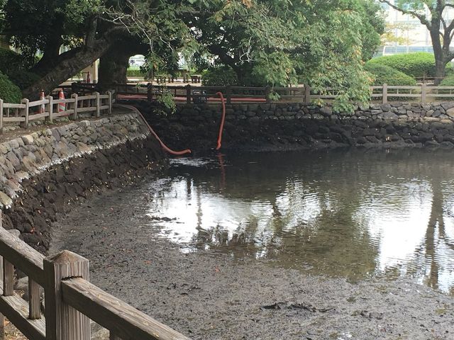 魚が大量死 池の水ぜんぶ抜く で長崎のボラ3000匹が大量死 なんでもかんでもnet