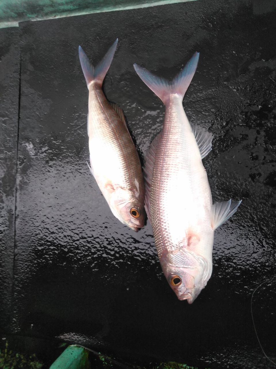 19年釣り始め八丈島釣行 利島 新島 八丈島で釣ろう そして 大島 式根島 神津島 青ヶ島でも釣ろう