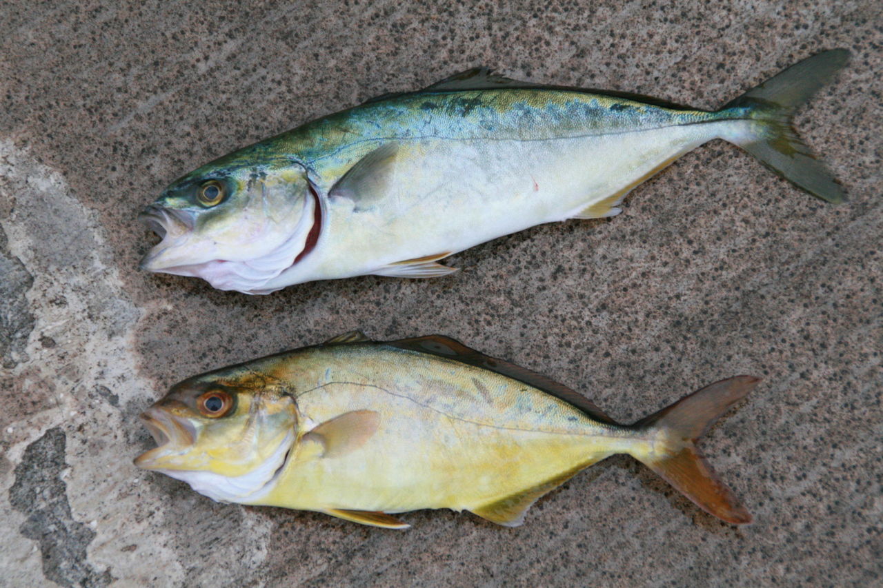 小カンパチとワカシの入れ食いと 利島 新島 八丈島で釣ろう そして 大島 式根島 神津島 青ヶ島でも釣ろう