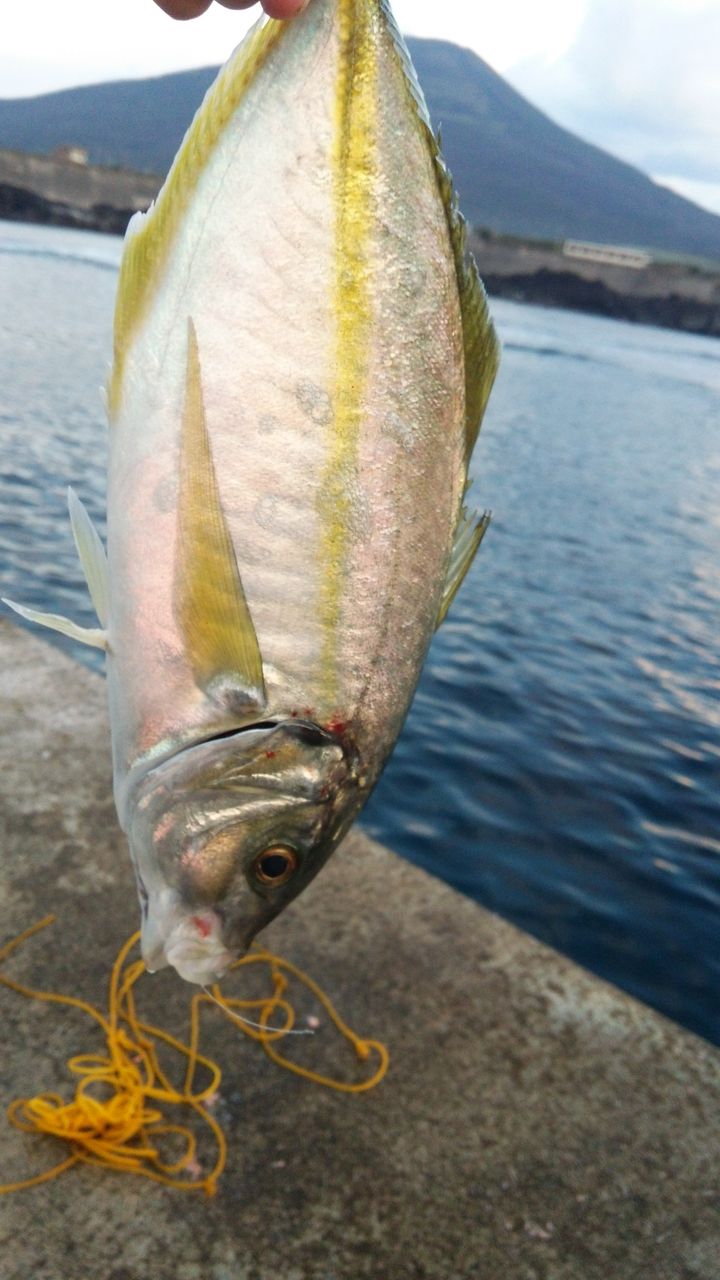 今年も開幕しました八丈島とシマアジ釣り日記 利島 新島 八丈島で釣ろう そして 大島 式根島 神津島 青ヶ島でも釣ろう