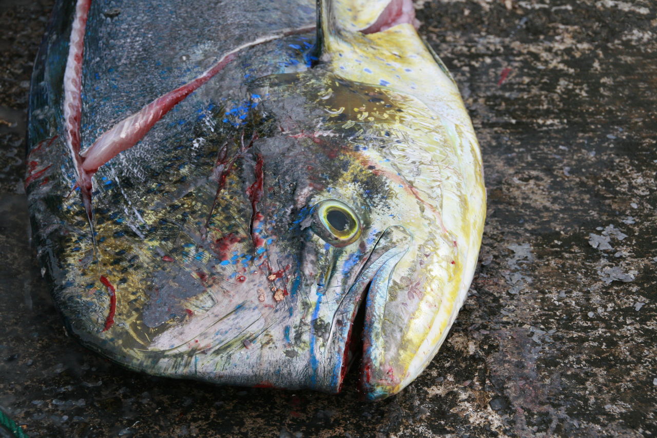 伊豆大島 メジマグロ急接近 利島 新島 八丈島で釣ろう そして 大島 式根島 神津島 青ヶ島でも釣ろう
