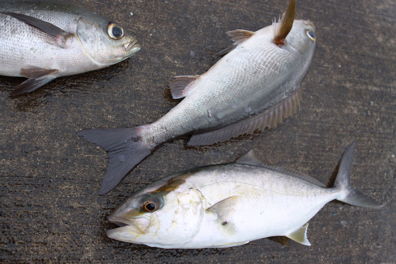 新島から利島へ 秋の釣り日記 拡大版 利島 新島 八丈島で釣ろう そして 大島 式根島 神津島 青ヶ島でも釣ろう 新島から利島へ 秋の釣り日記 拡大版 利島 新島 八丈島で釣ろう そして 大島 式根島 神津島 青ヶ島でも釣ろう