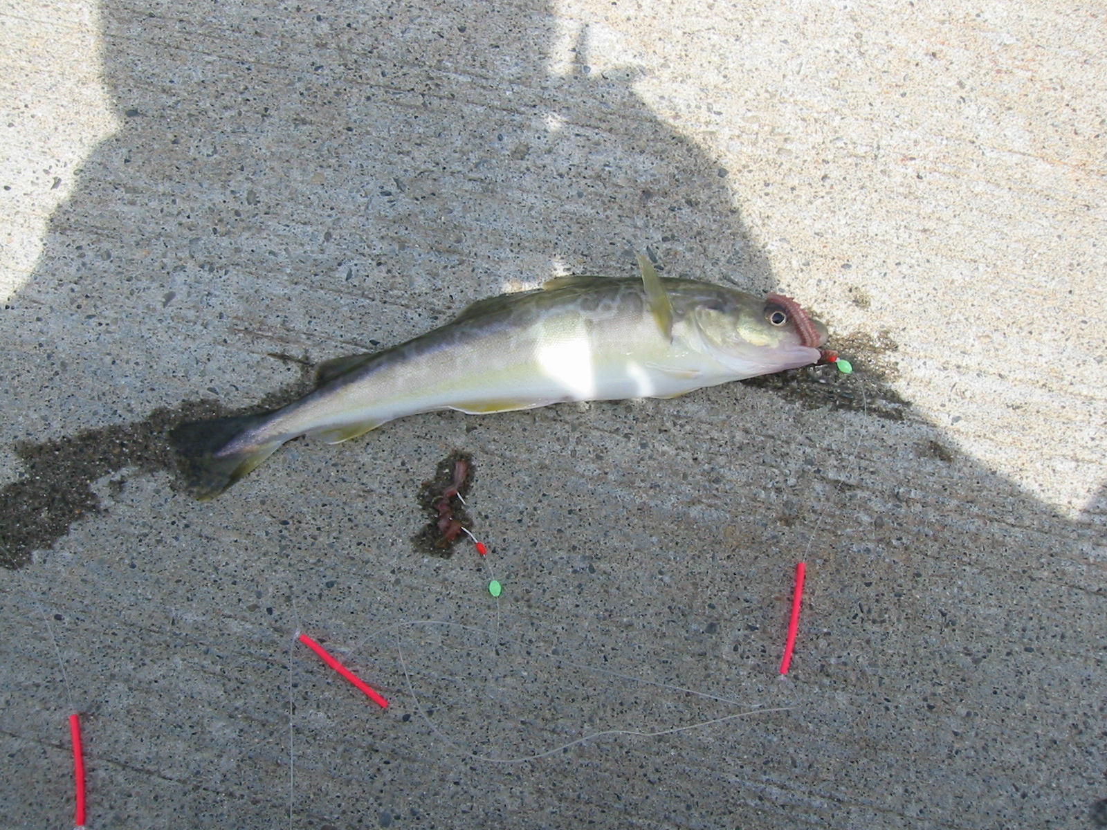 不真面目な釣り それも又良し きんちゃんの十勝大好き