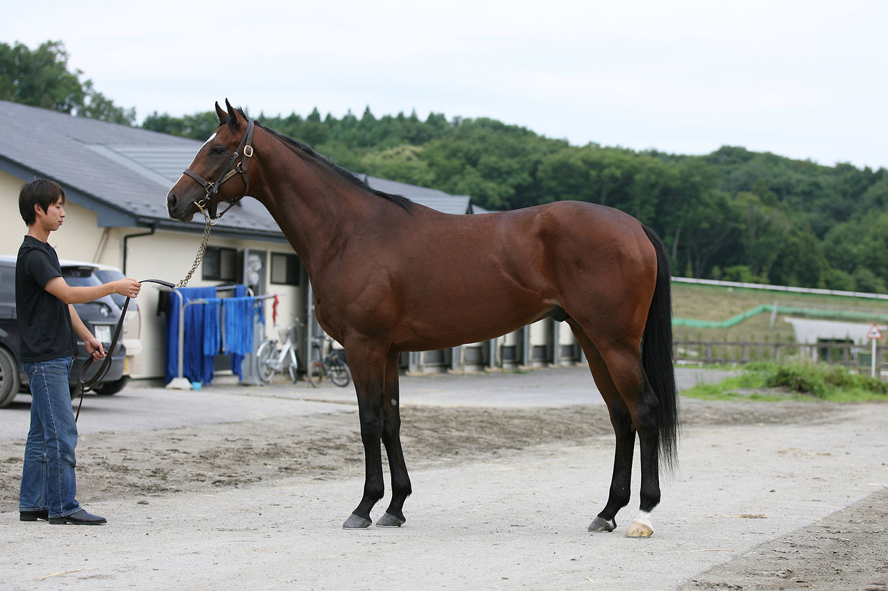 一口馬主ライフ 今のところは けっこう順調です Pog血統探検blog 一口馬主ライフ 今のところは けっこう順調です Pog血統探検blog