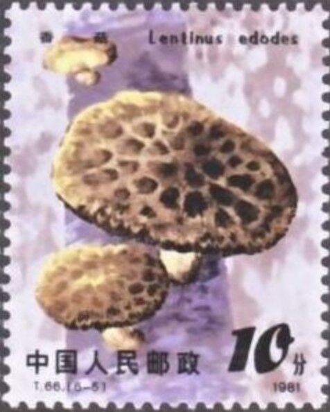 シイタケ.中国.1981