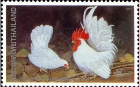 ニワトリ.タイ.1991