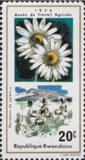 除虫菊.ルワンダ.1975