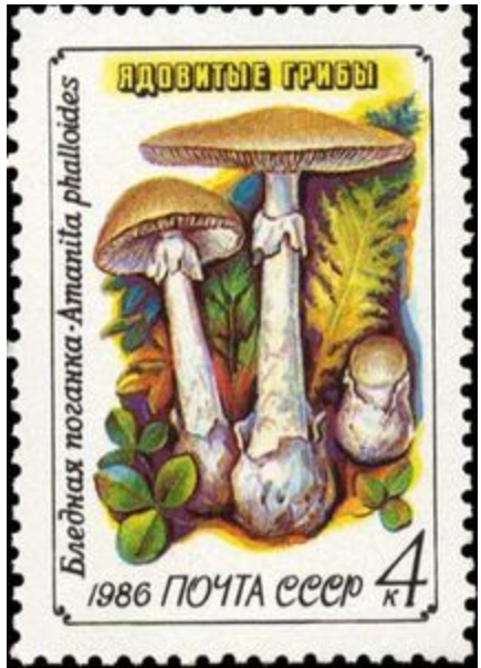 タマゴテングタケ.ソ連.1986