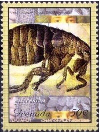フックのノミ.グレナダ.2000