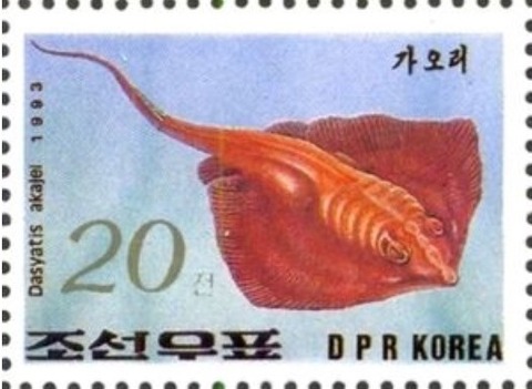 アカエイ.北朝鮮.19963
