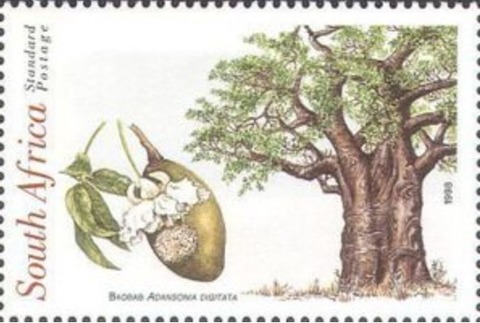 バオバブの木.南アフリカ.1998