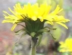 セイヨウタンポポ