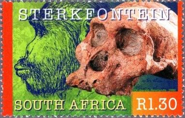 アウストラロピテクス・アフリカヌス.南アフリカ.2000