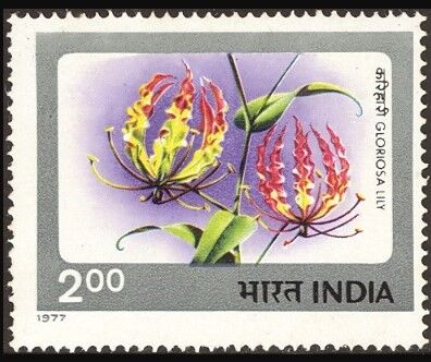 グロリオサ.インド.1977