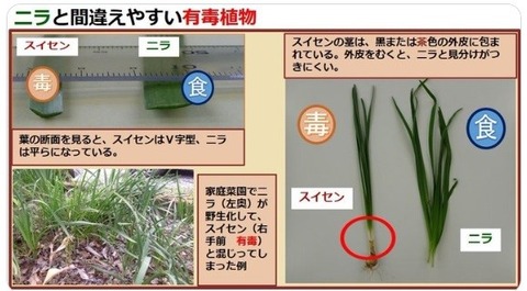 ニラトスイセンの見分け方