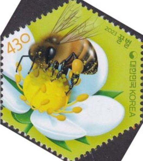 ミツバチ.韓国.2023