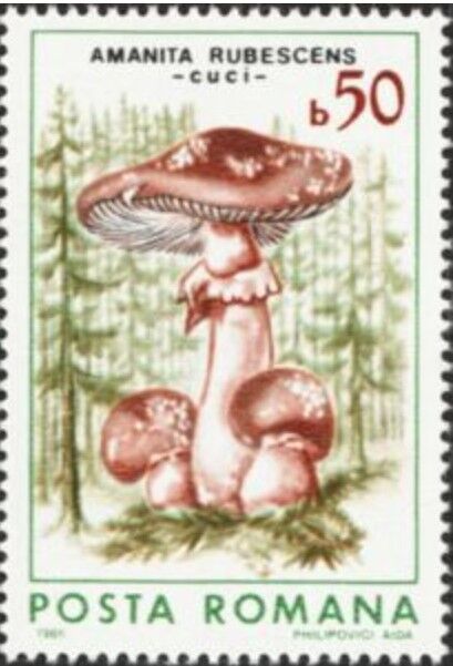 ガンタケ.ルーマニア.1986